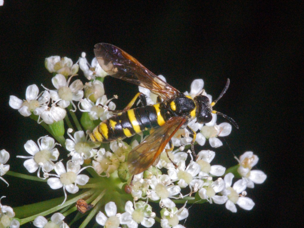 Due Tenthtredinidae - forse - da identificare